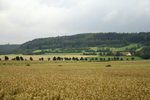 grafika
